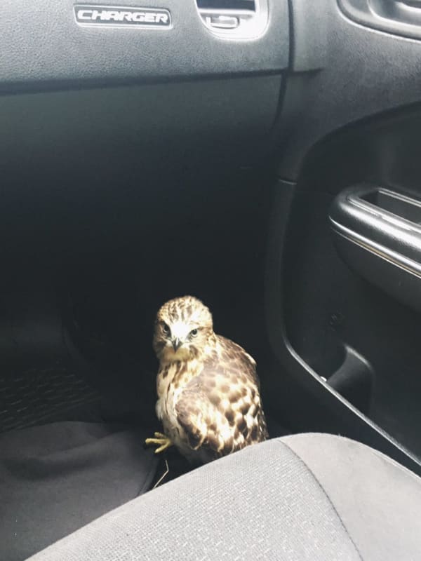 Injured Hawk Rescued By State Police In Hudson Valley