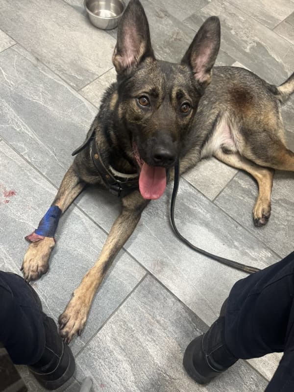 Seat Pleasant Police K9 Injured During Carjacking Bust In Maryland