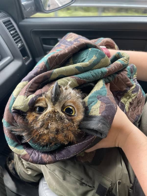 Give A Hoot: See Whoo Came To Rescue Of Distressed Owl In Maryland State Park