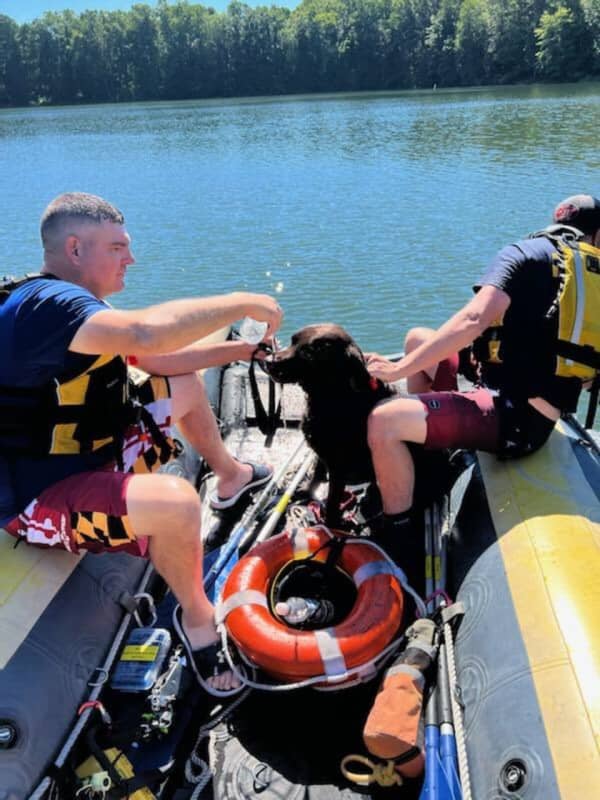 'Dog Gone It!' Pup Rescued From Near Drowning After Beaver Chase Into Maryland Lake