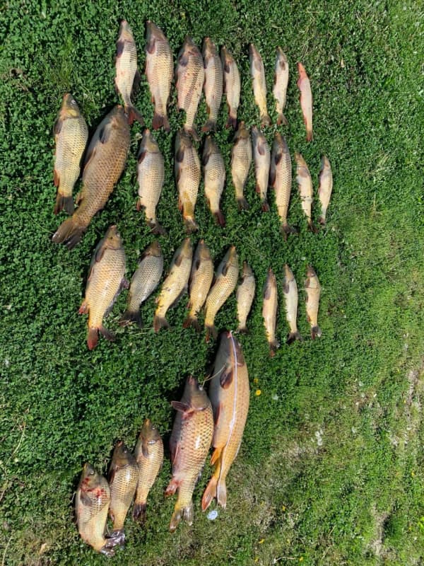 $4,200 In Fines Issued After Trio Exceeds Carp Limit At River In Cromwell