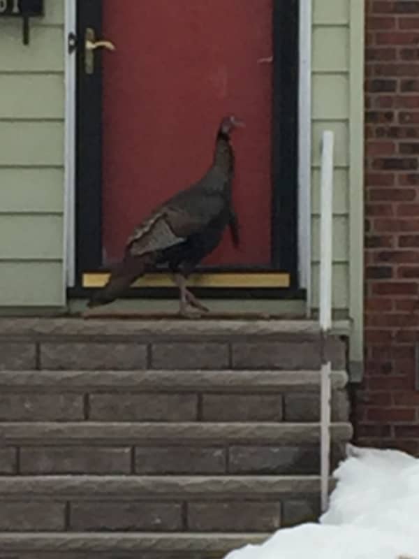 Knock, Knock: Wild Turkey Pays A Visit To Ridgewood Home