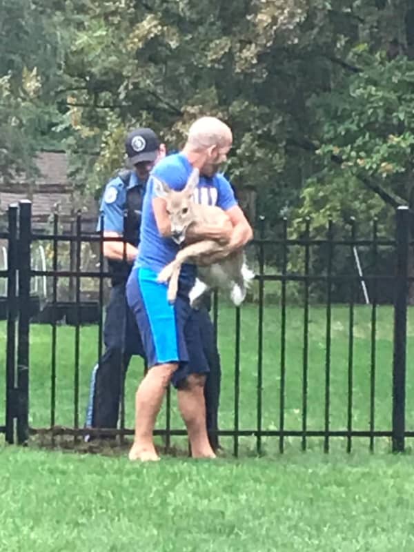 Backyard Heroes: Civilian, Police Officer Save Fawn From Wrought Iron Fence