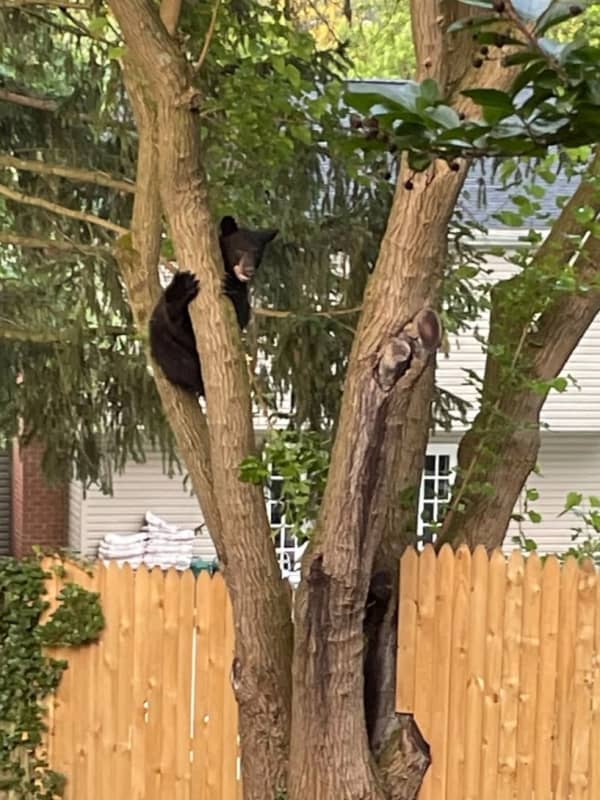 Tree-Climbing Bear Spotted Taking In The Sights In MD