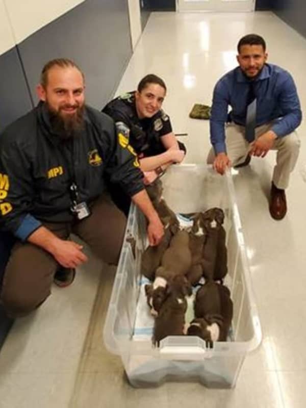 Seven Of Eight Puppies Taken From Stolen Southeast DC Car Recovered, Police Say