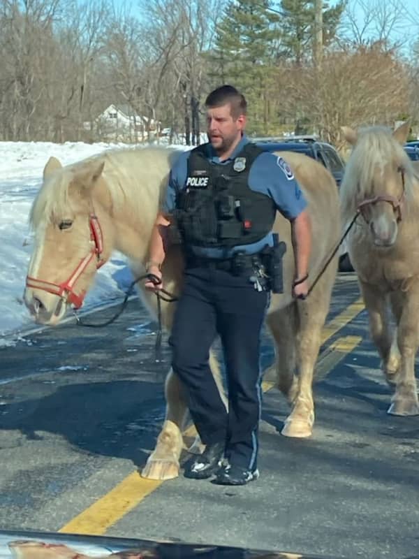 No Horsing Around: Police In Anne Arundel County Rein In Farm Animals On The Loose