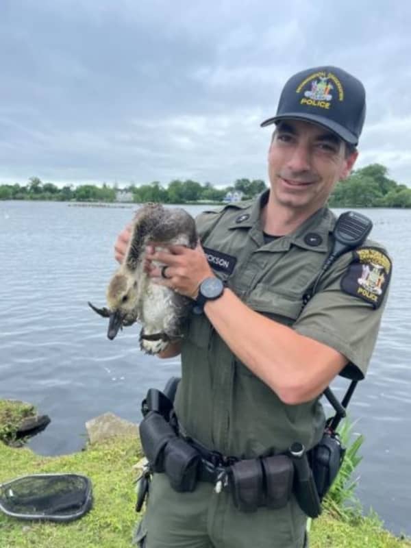 Bird With Fishing Lure Stuck In Beak Rescued On Long Island