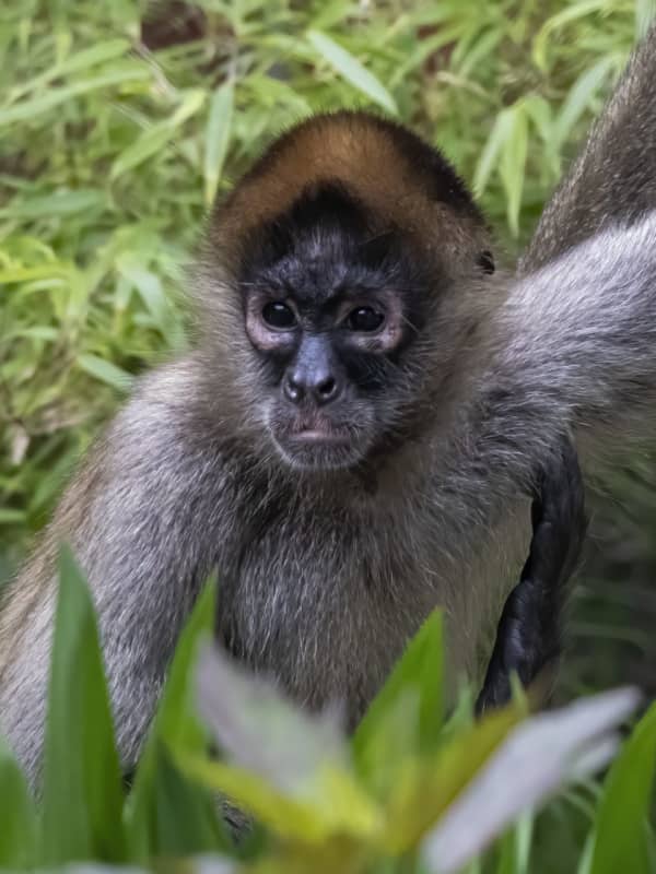 CT's Beardsley Zoo In Bridgeport Welcomes New Spider Monkeys