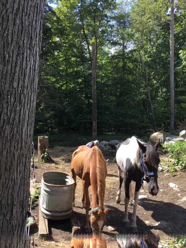 Two Putnam Residents Arrested For Animal Cruelty