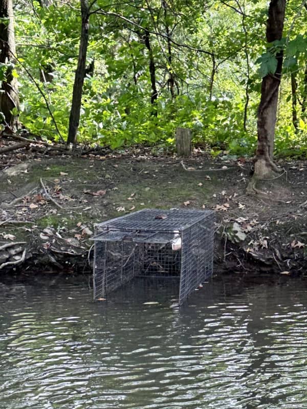 Alligator Sighted Again, Traps Set In Central Jersey Park