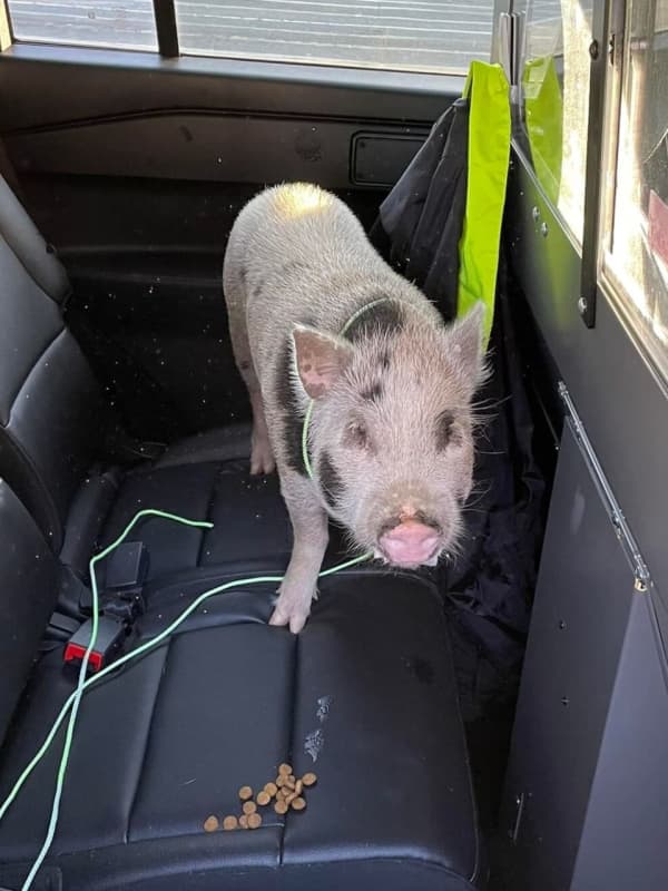 This Little Piggy Went All The Way To Jail In Stafford