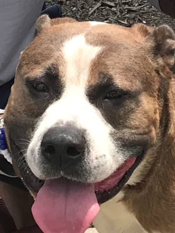 Playful Pit Bull Rescued From River By Garfield Firefighters