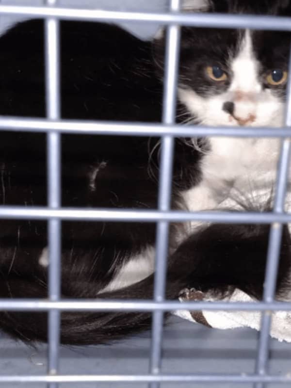 Dutchess SPCA Seeks Support After Rescuing Dozens Of Cats