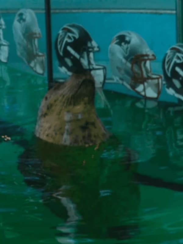 Patriots Victory Breaks Streak For Seal At Norwalk's Maritime Aquarium