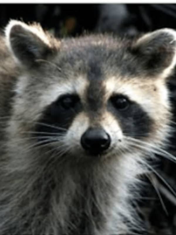 Raccoon Tests Positive For Rabies In Rockland