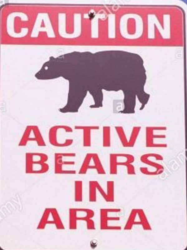 New Black Bear Sighting Reported Near Greenwich Border