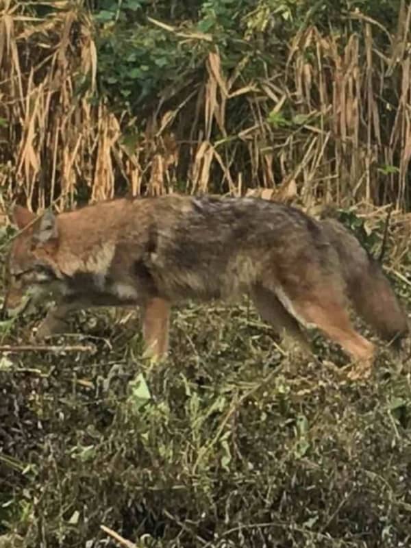 Multiple Coyote Sightings Reported In Morristown