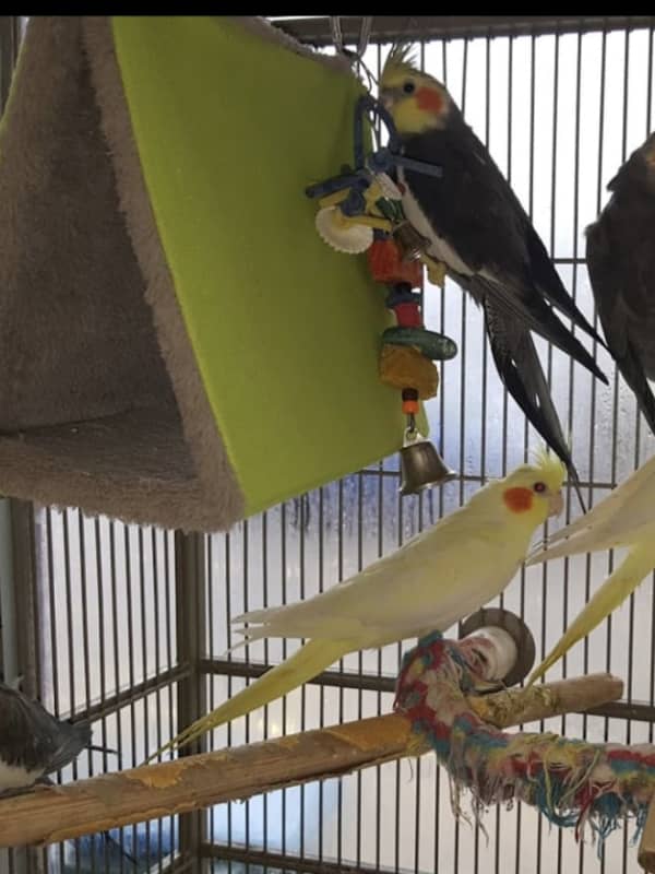 More Than $15,000 In Exotic Birds Stolen From Area Pet Shop