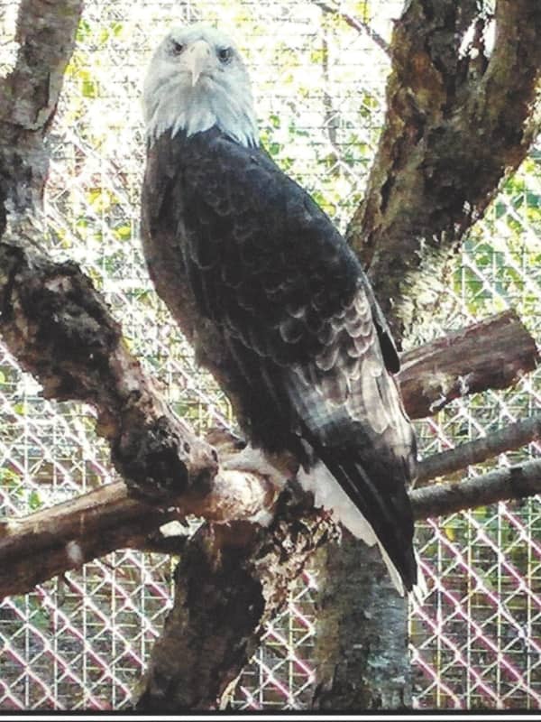 Bald Eagle Stolen From Quogue Wildlife Refuge