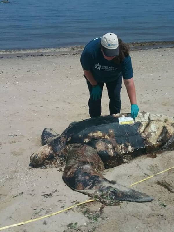 Rare, 5-Foot Long Leatherback Sea Turtle Found Dead On Suffolk County Beach