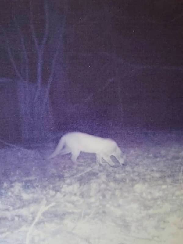 Post Of Mountain Lion Sighting In Ulster County Goes Viral