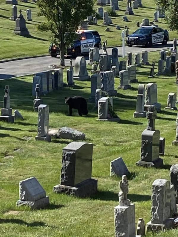 It's A Bear Fact: More Sightings Reported, Including At Area Cemetery