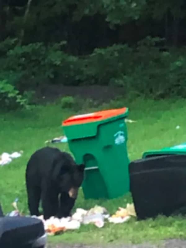 Brand-New Sighting: Black Bear Enjoys Sunday Brunch In Area