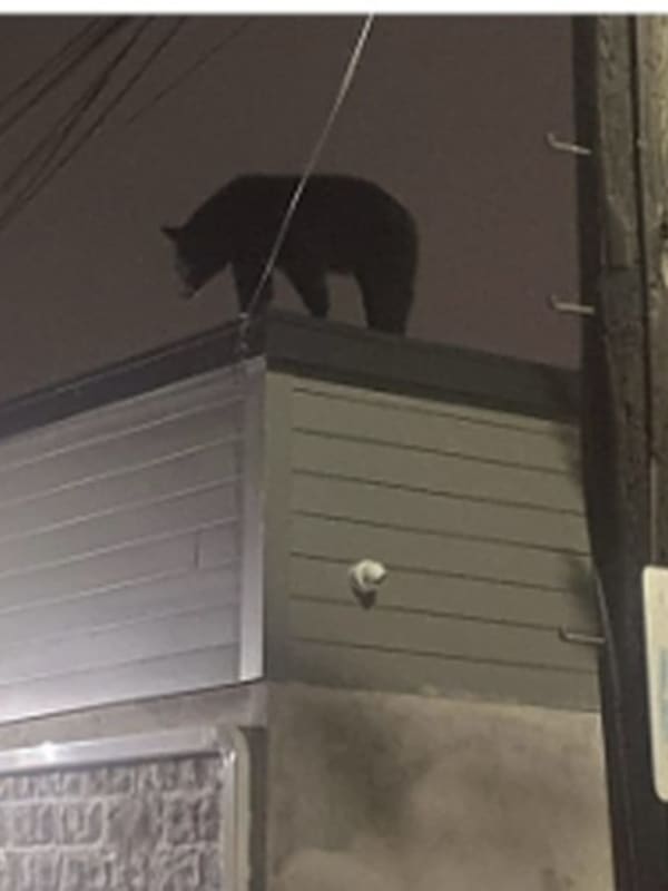 Bear Jumps On Roof, Hangs Around Wawa During Trek Through Hudson County
