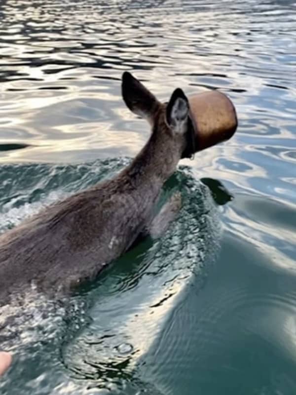 Deer With Paint Bucket On Head Rescued Off Long Island Coast