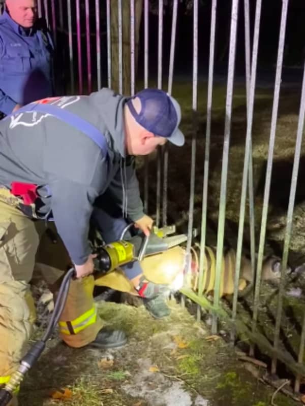 VIDEO: Gloucester Firefighters Free Deer From Fence