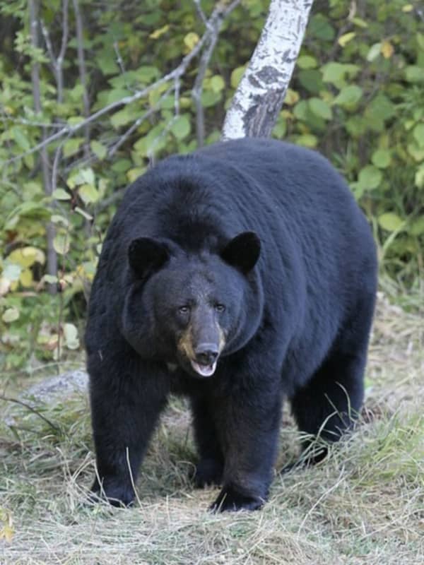 Large Bear Killed After Being Struck By Two Vehicles In Connecticut