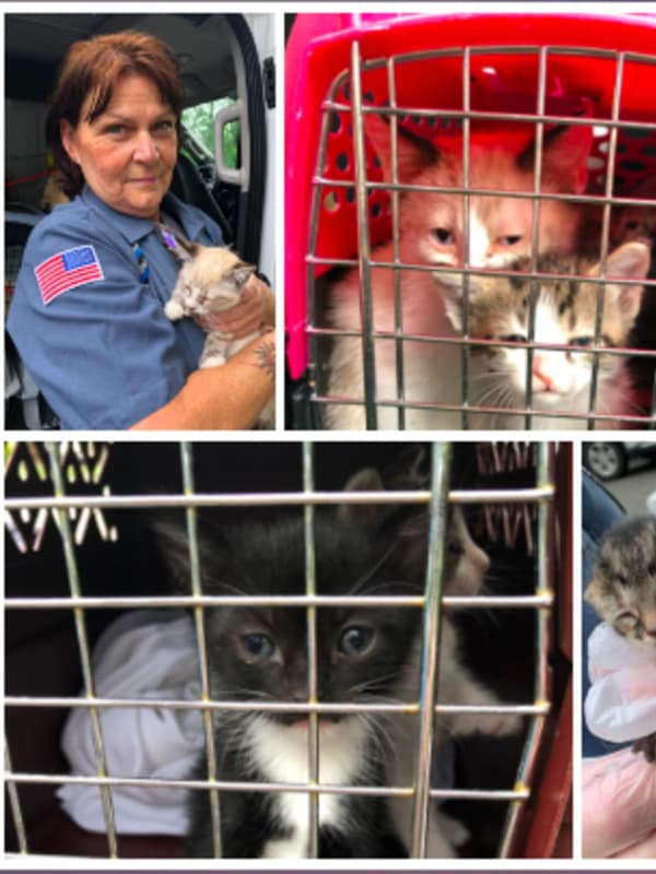 More Than 100 Neglected Cats Rescued From NJ Hoarding Situation