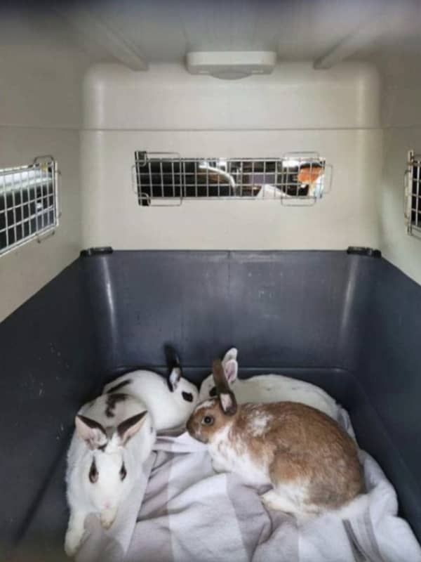 Reward Offered By SPCA After Rabbits Found Abandoned At Long Island Park