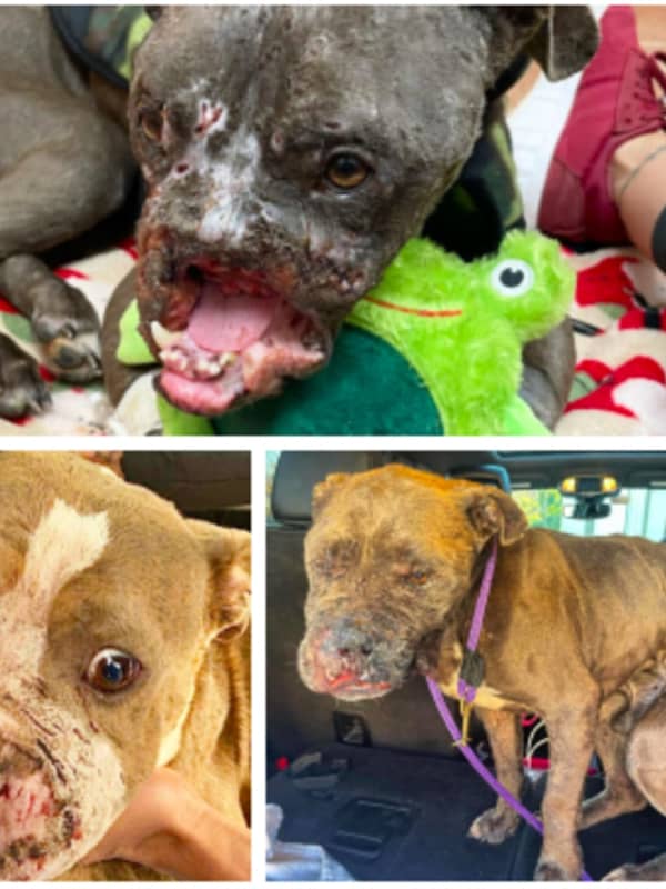 Mangled Bait Dog In NJ Fighting Ring Dies As Another Fights For Her Life, Rescue Says