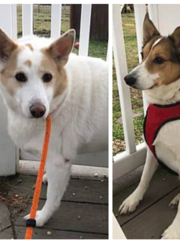 Family Sought For Bonded PA Dogs Who 'Need To Work On Dieting'