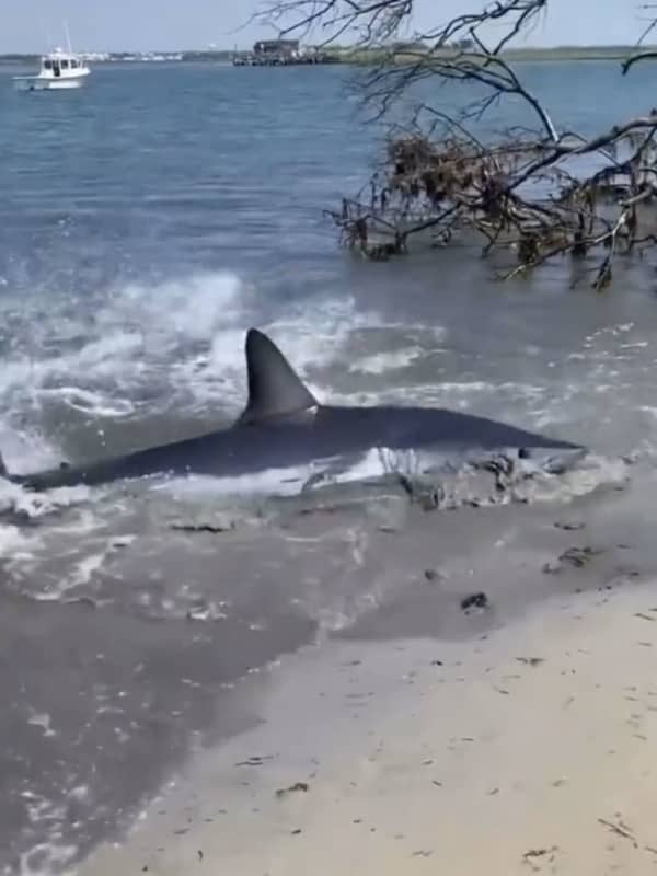 Shark Spotted Along Shoreline Of Nassau County Beach