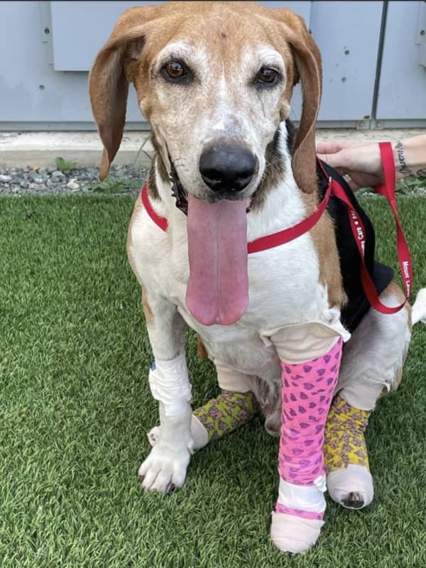 Hunting Dog Rescued After A Week In Drain Pipe: Police