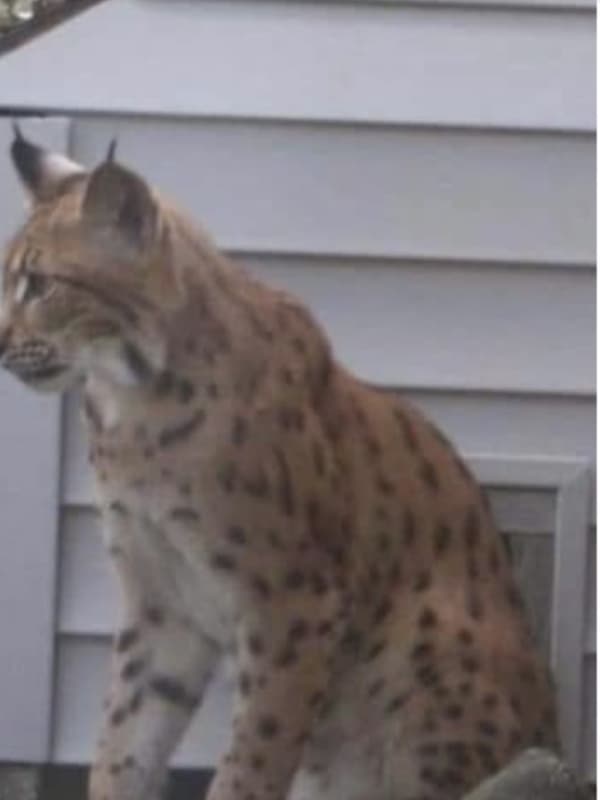 Rare Possible Bobcat Sighting Reported On Long Island