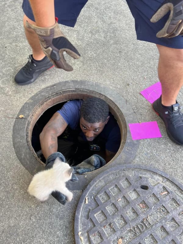 Fairfax Rescue Crew Saves Adorable Kitten From Local Storm Drain
