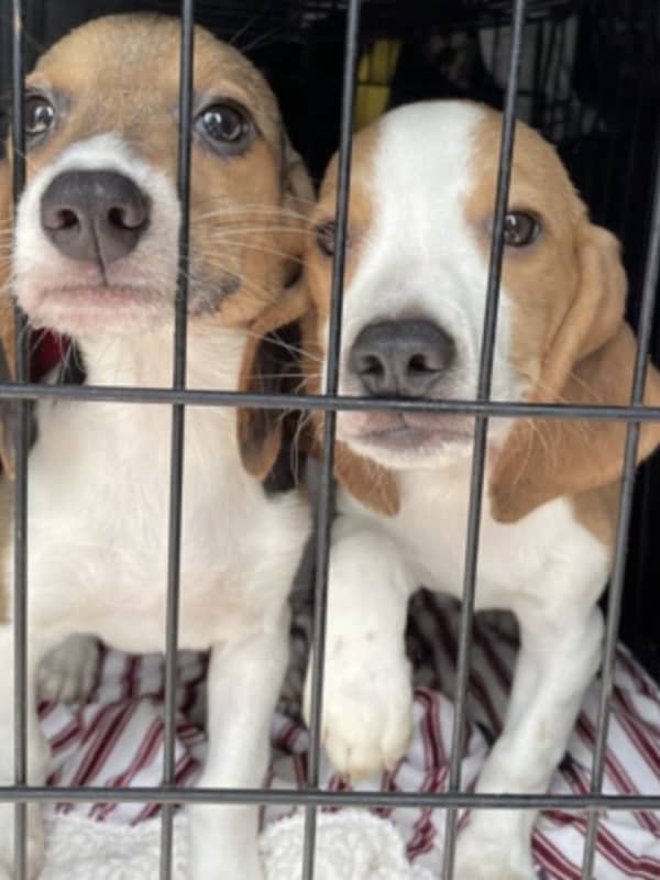 Regal Beagle: Prince Harry, Meghan Markle Add Envigo Pup To Their Family