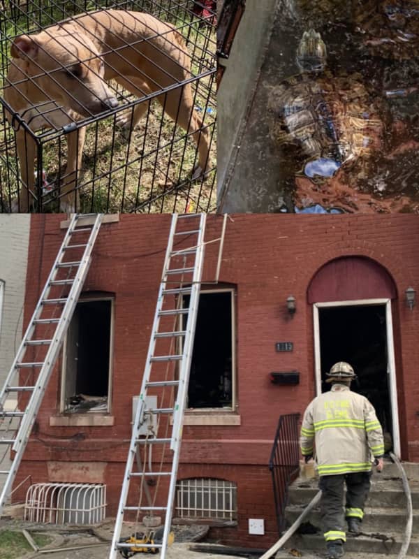 Two Dogs Dead, Other Animals Saved In DC House Fire