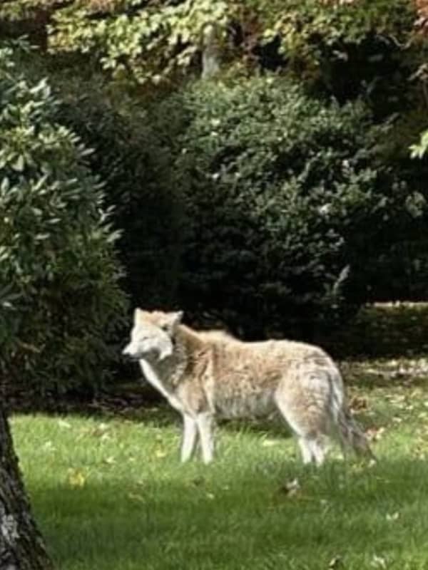 Keep Your Pets Inside: Police Chase Coyote Out Of Park Near Greenwich Border