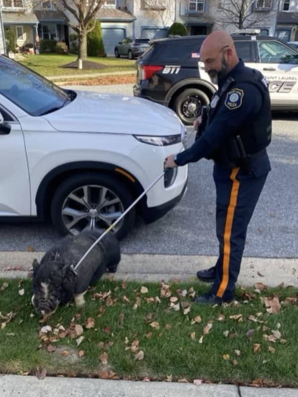 Police Capture Pig On The Loose In South Jersey