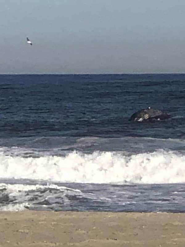 Dead Whale Washes Up On Jersey Shore