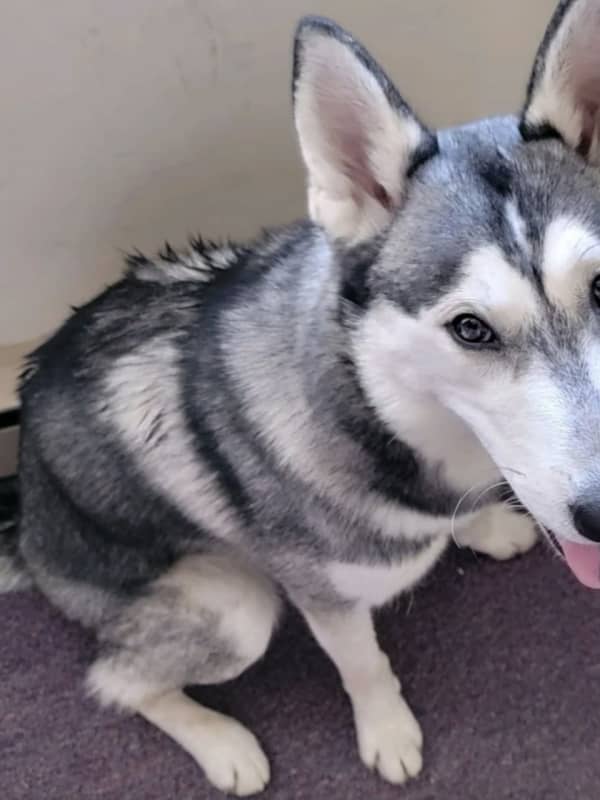 KNOW HIM? Police Find Beautiful Dog While On Patrol In Flemington