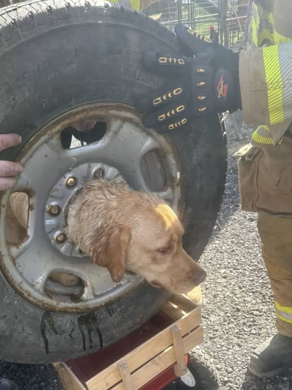 Sparks Fly As First Responders Free Dog Stuck In Tire Rim In South Jersey (VIDEO)