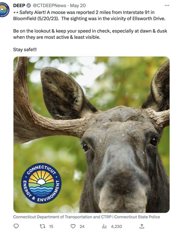 Large Moose Spotted In CT In Same Area Where 2 Others Were Killed