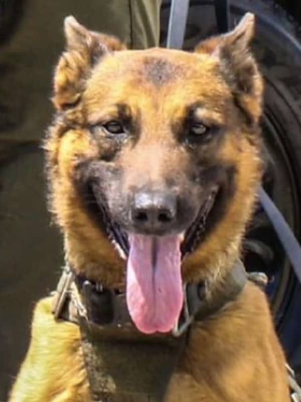 Funeral Services Set For Police K9 Who Died In Line Of Duty In Prince George's County