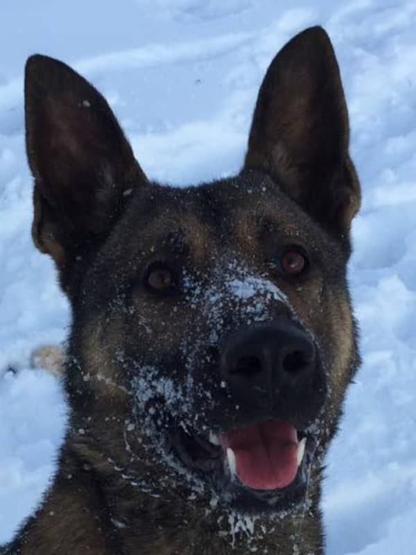 CT Police Department Mourns Loss Of Beloved K9