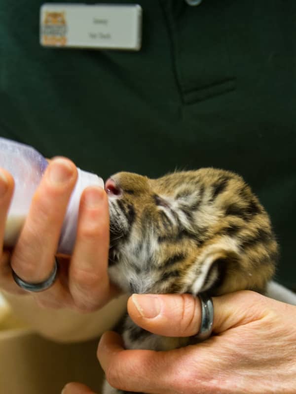 Beardsley Zoo Staff Works Around The Clock To Save Weeks-Old Tiger Kittens